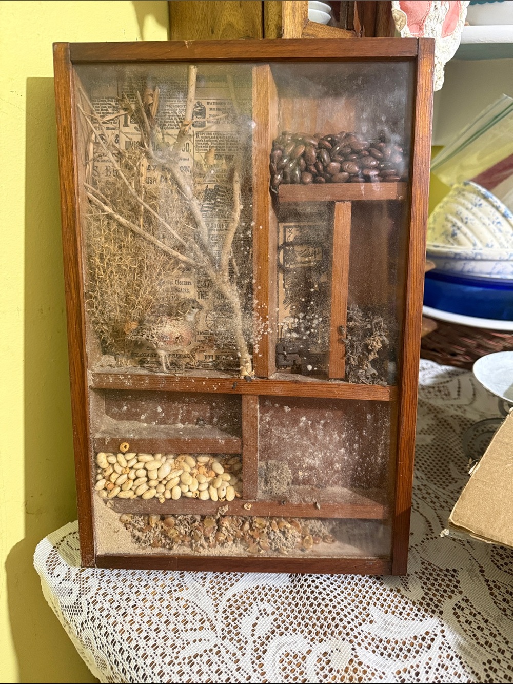 Vintage Wooden Curio Display shadow Box with Natural grains 1970’s